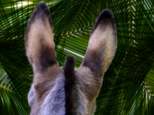 dont-miss-the-donkey