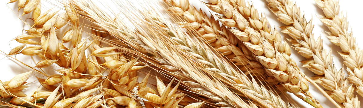 Harvest grains